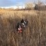 Two black and white dogs standing alert in a field of tall dry grass with leafless trees in the background under a cloudy sky