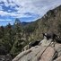 Two black and white dogs standing on rocky terrain overlooking a forested valley with mountains under a partly cloudy blue sky