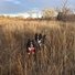 Two alert black and white border collies standing in tall dry grass with leafless trees and a partly cloudy sky in the background