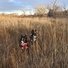Two black and white border collies sitting in tall dry grass in a field with leafless trees in the background and soft sunlight