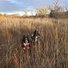 Two black and white dogs with pointed ears standing in tall dry grass under a partly cloudy sky with leafless trees in the background