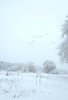 Snow-covered field with leafless trees dusted in snow and a flock of birds flying in a pale gray sky