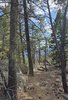 sunlit forest floor with pine needles, scattered rocks, and tall pine and fir trees under a partly cloudy sky