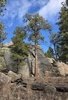 Tall pine trees growing among large granite boulders under a partly cloudy blue sky in a dry, rocky landscape