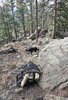 Black and white border collie walking through rocky forested terrain with tall pine trees and a jacket draped over a backpack resting on the ground near a large boulder