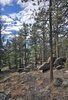 Rocky hillside with scattered pine trees under a partly cloudy blue sky