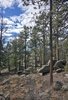Dense forest of tall pine trees with large boulders scattered on the forest floor under a sky filled with patches of clouds