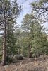 A forested area with tall pine trees, scattered rocks, dry grass, and a cloudy sky overhead