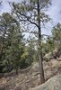 Sparse pine trees growing on rocky, dry terrain under a cloudy sky