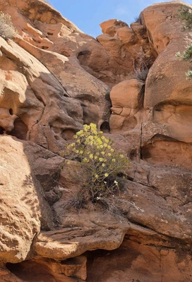 Yellow-green plant growing among smooth, reddish-brown desert rocks with holes and crevices