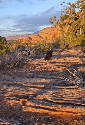 Sunlight casting warm golden hues over layered rocky terrain with scattered shrubs and a dog walking along a path amid desert vegetation