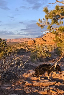 Black and tan dog walking on rocky terrain with desert shrubs and distant orange rock formations under a partly cloudy sky