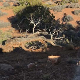 A weathered, twisted fallen tree lying on red desert soil surrounded by scattered brush and plants in a sunlit arid landscape
