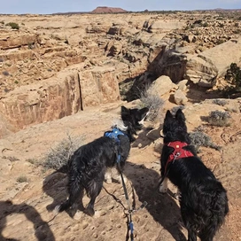Two black and white dogs wearing blue and red harnesses standing on a rocky cliff edge overlooking a vast canyon landscape with layered sedimentary rock formations