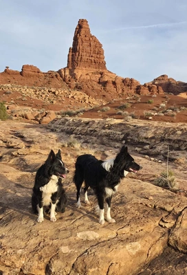 Two black and white dogs standing on rocky terrain with a tall red sandstone rock formation in the background under a clear sky