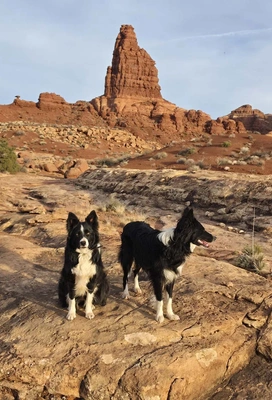 Two black and white Border Collies standing and sitting on rocky terrain with a tall, red sandstone rock formation in the background under a clear sky