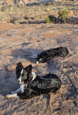 Two black and white dogs resting on sunlit rocky ground in a desert landscape with sparse vegetation