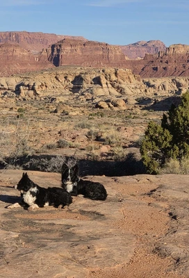 Two black and white dogs resting on rocky terrain with layered red and beige canyon cliffs in the background under a blue sky