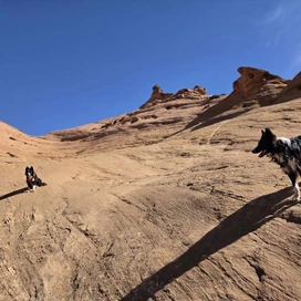 Two black and white dogs standing on smooth, sloping sandstone rock under a clear blue sky with rock formations in the background