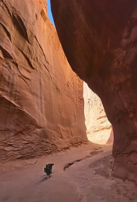 Narrow winding canyon with high reddish-orange sandstone walls and a small black and white dog walking along the sandy bottom