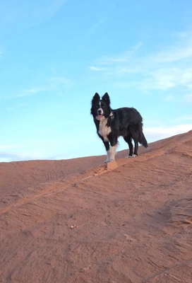 Black and white dog standing on reddish rocky terrain under a clear blue sky