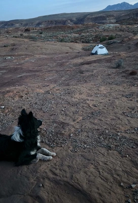 Black and white dog lying on rocky desert ground looking toward a small white tent in the distance with rugged hills in the background