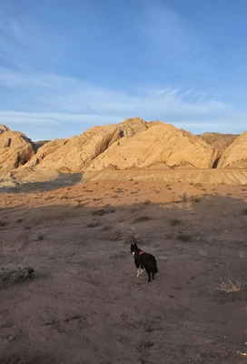 Desert landscape with sandy rocky hills under a clear blue sky and two black and white dogs walking on the dry terrain