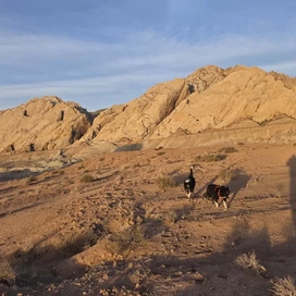Two small dogs walking on a rocky, desert landscape with large, light-colored sedimentary rock formations in the background and long shadows cast by the setting sun