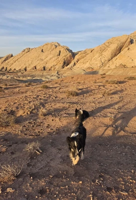 black and white dog walking on dry, rocky desert ground with beige rocky hills in the background under a blue sky