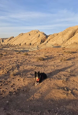 Black and white dog wearing a red harness lying on arid, rocky desert ground with large sunlit rock formations in the background under a partly cloudy sky