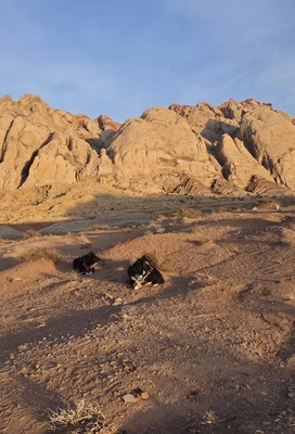 Sunlit rocky desert landscape with two black dogs resting on the ground near scattered sparse bushes under a clear blue sky