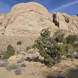 Large rounded light-colored sandstone rock formations with sparse desert vegetation including shrubs and small trees in the foreground under a blue sky