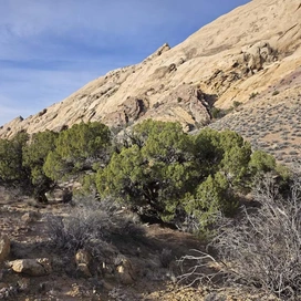Dense clusters of green juniper trees and dry shrubs at the base of a large, light-colored rocky hill under a blue sky with wispy clouds