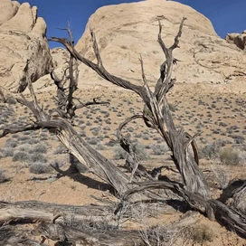 twisted, weathered branches of a dead tree in a desert landscape with tan rocky hills and sparse shrubs under a clear blue sky