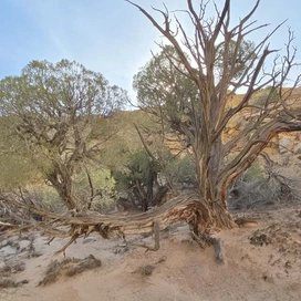 Twisted, leafless tree with thick branches growing in a sandy, arid landscape with rocky cliffs in the background