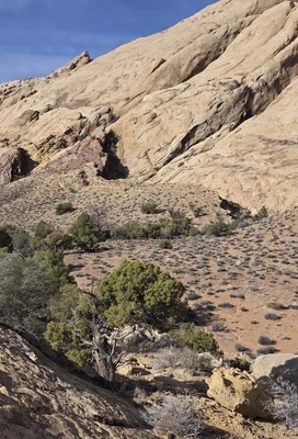 Desert landscape with sparse shrubs and bushes at the base of large, light-colored rocky cliffs under a clear blue sky