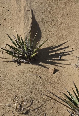 green desert plants with long, pointed leaves casting sharp shadows on sandy soil