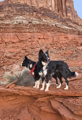 Two black and white dogs standing on reddish rock formations with layered cliffs in the background