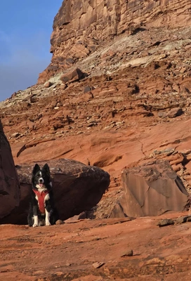 Black and white dog wearing a red harness sitting on reddish rocky terrain with layered sedimentary rock formations in the background under a clear sky