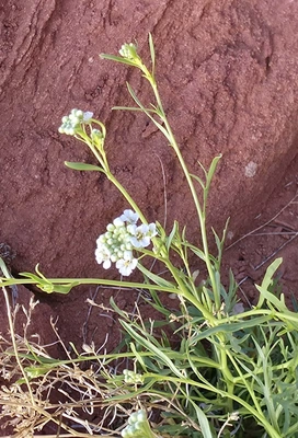 Delicate stems with clusters of small pale green and white buds and narrow leaves growing against a background of reddish-brown rock and dry grass