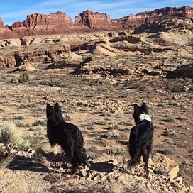 Two black and white dogs standing on a rocky desert landscape, looking towards layered red rock cliffs and mesas under a clear blue sky