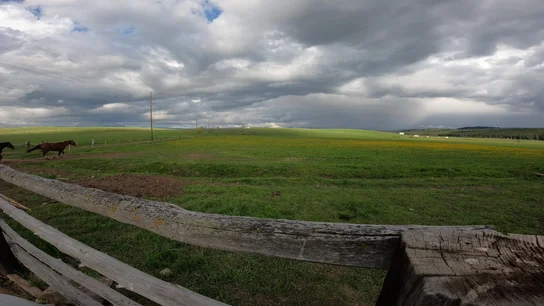 Two horses running in a green pasture under a cloudy sky with a weathered wooden fence in the foreground