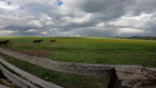 Three horses running along a dirt path next to a rustic wooden fence under a dramatic cloudy sky over a vast green meadow