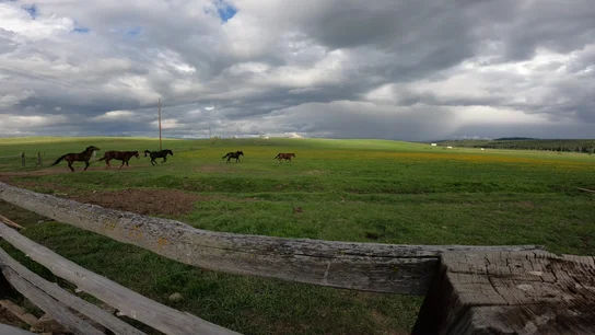 Six horses running across a wide green pasture under a dramatic cloudy sky, viewed over a rustic wooden fence