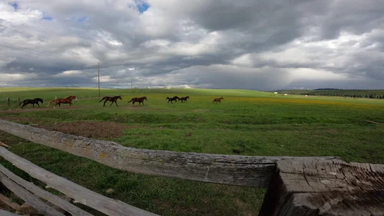 Several horses walking across a green pasture under a cloudy sky with wooden fencing in the foreground