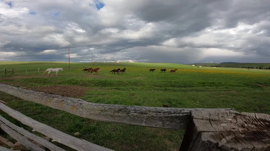 A herd of horses running across a green grassy field under a cloudy sky, with a wooden fence in the foreground