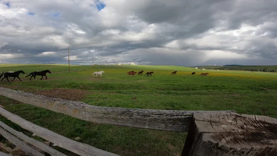 Horses running across a green field under a cloudy sky, viewed over a wooden fence