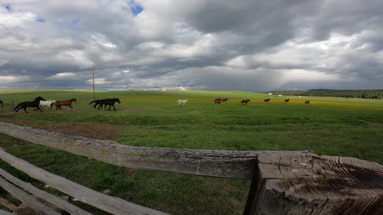 Horses running freely across a green grassy field under a dramatic cloudy sky, with a wooden fence in the foreground