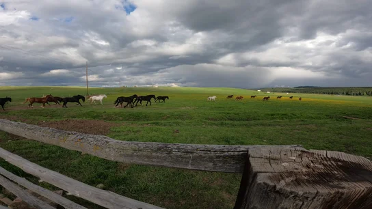 Horses running across a wide green pasture under a cloudy sky, viewed over a wooden fence