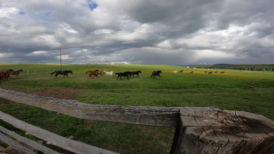 Horses running across a wide green field under a cloudy sky with a wooden fence in the foreground